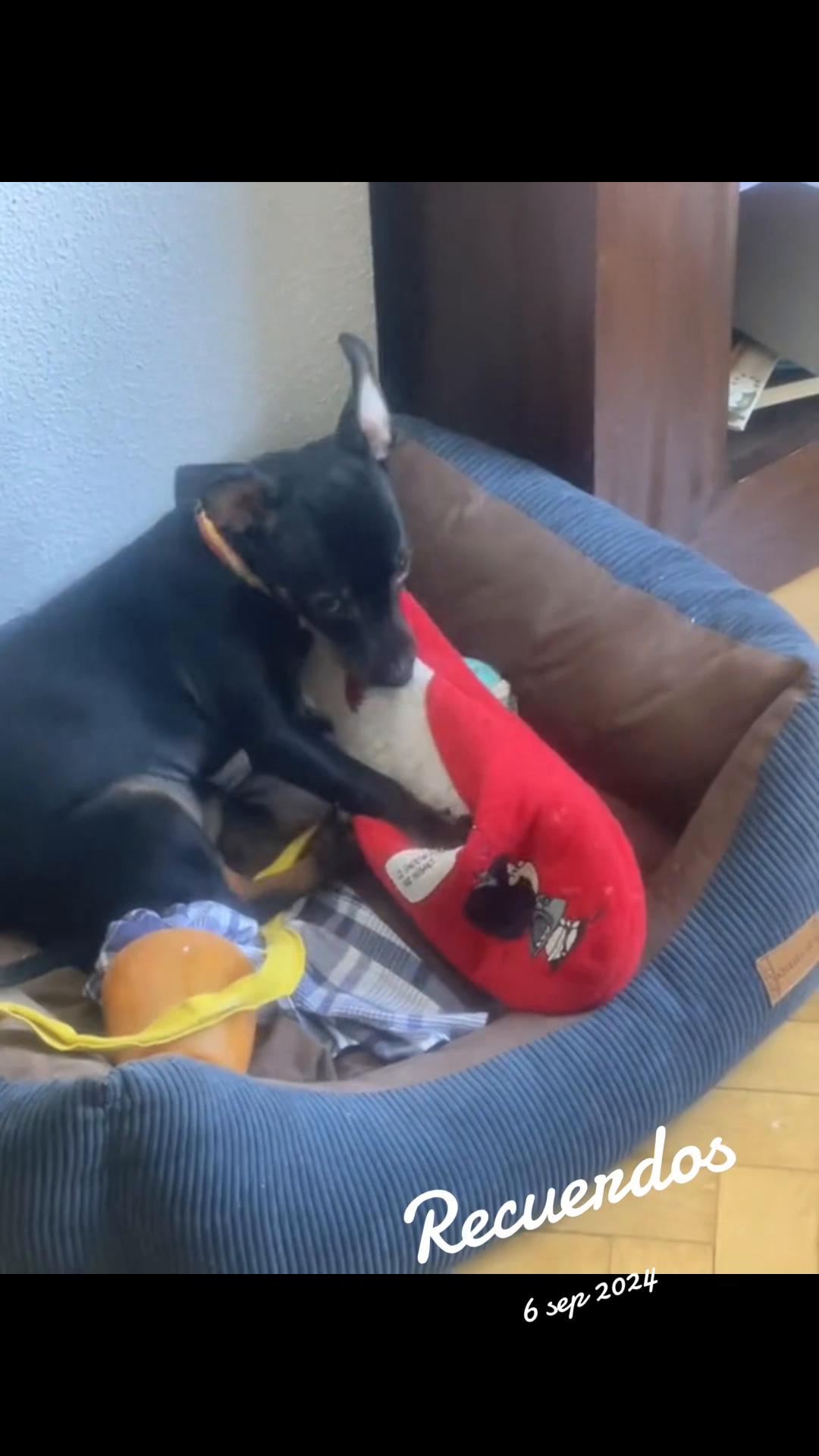 @PanDOGuitos 🐶