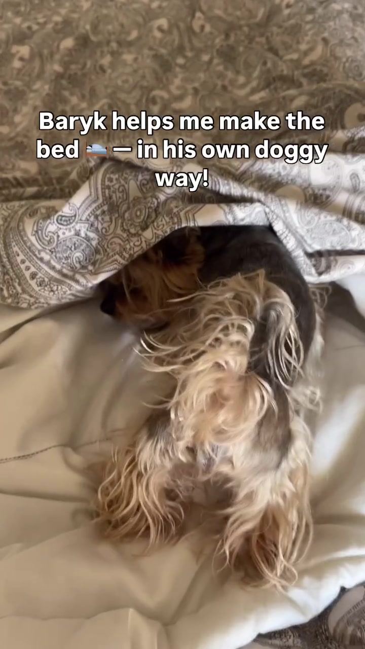 @✨Baryk & Bruno - Yorkies 🌍!