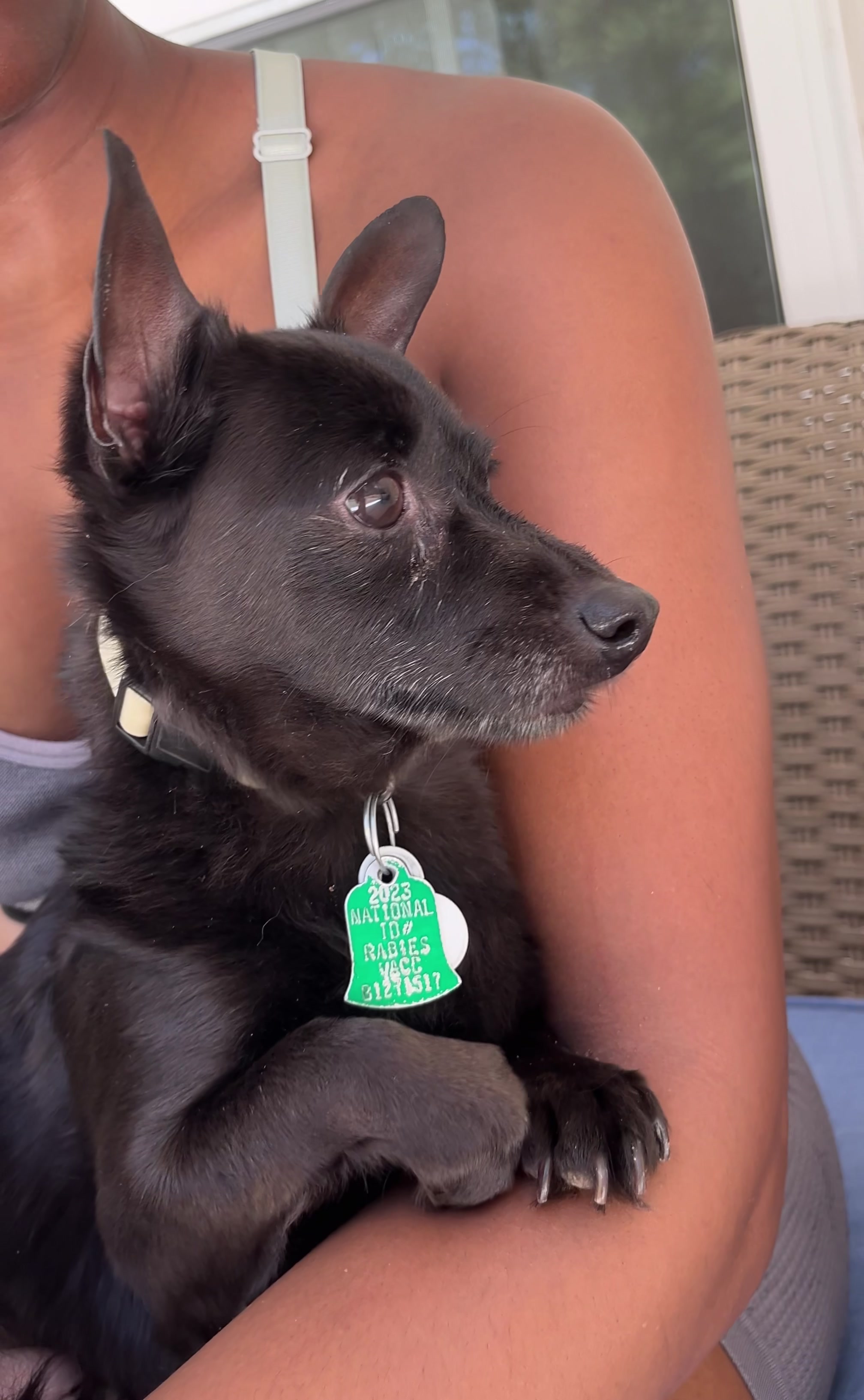 @Blackjack_Chihuahua