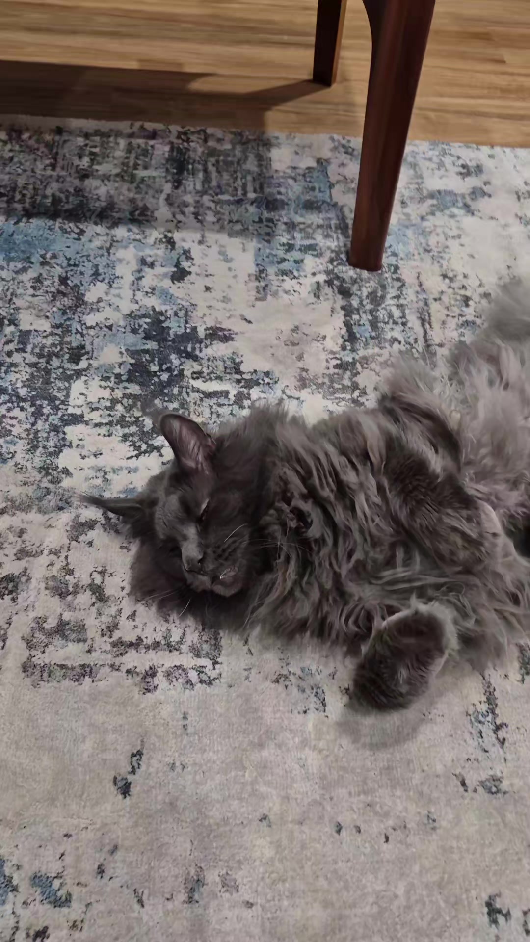@Ragnar the Maine Coon 🐈