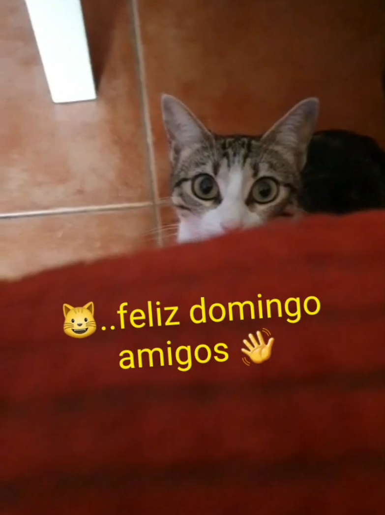 @nikii