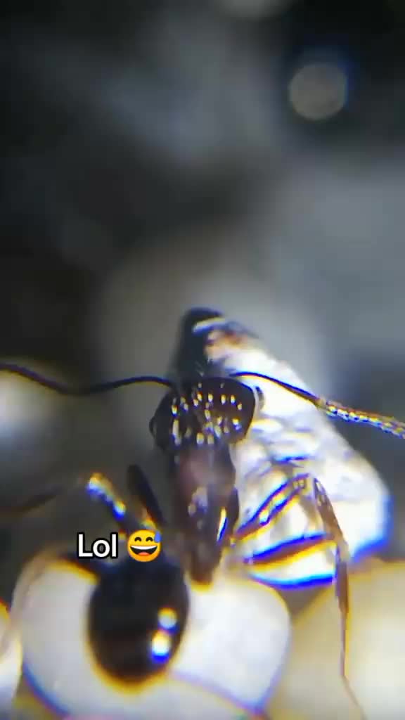 @Ant Category
