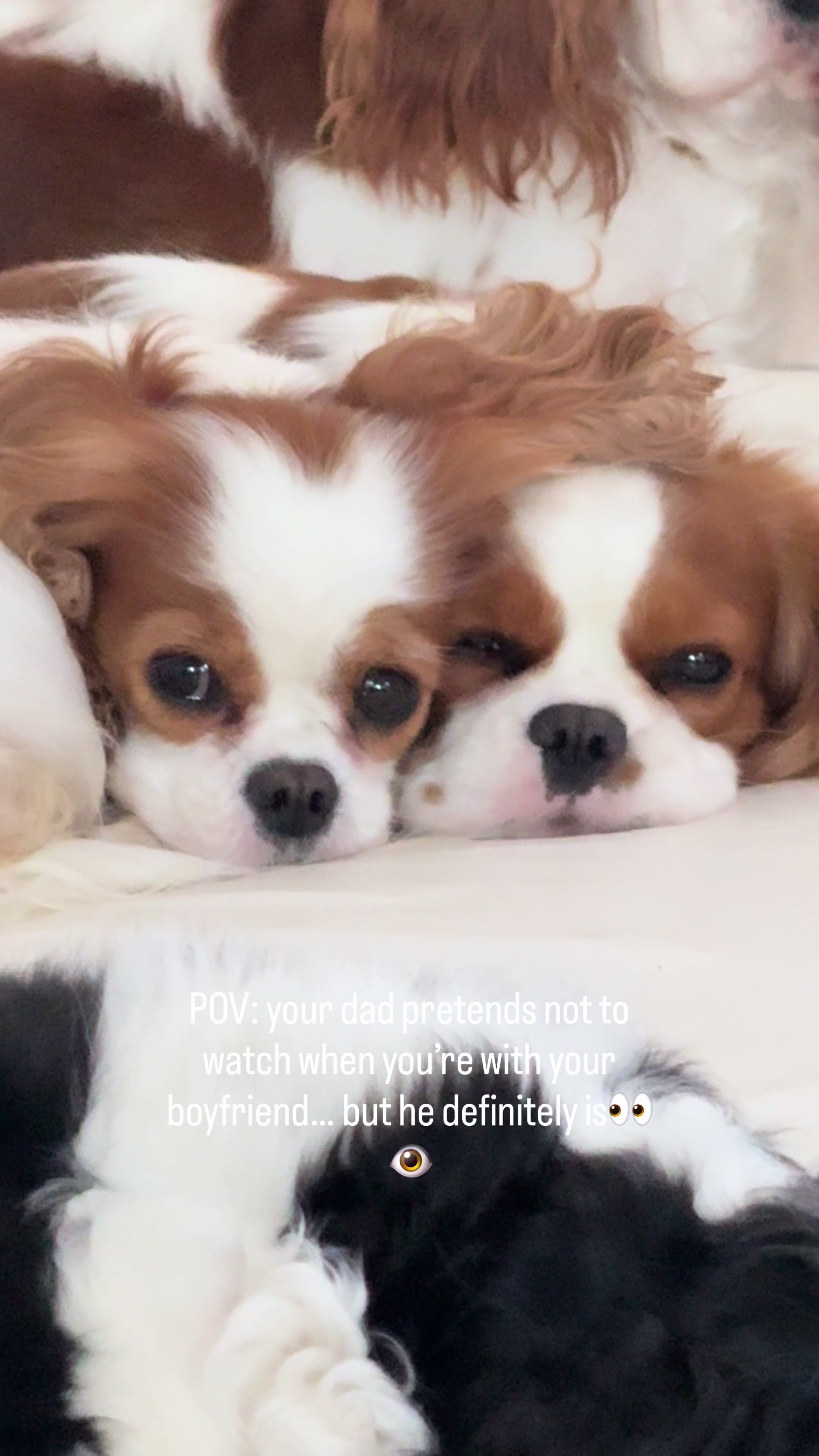@Cavalier_king_charles_paris