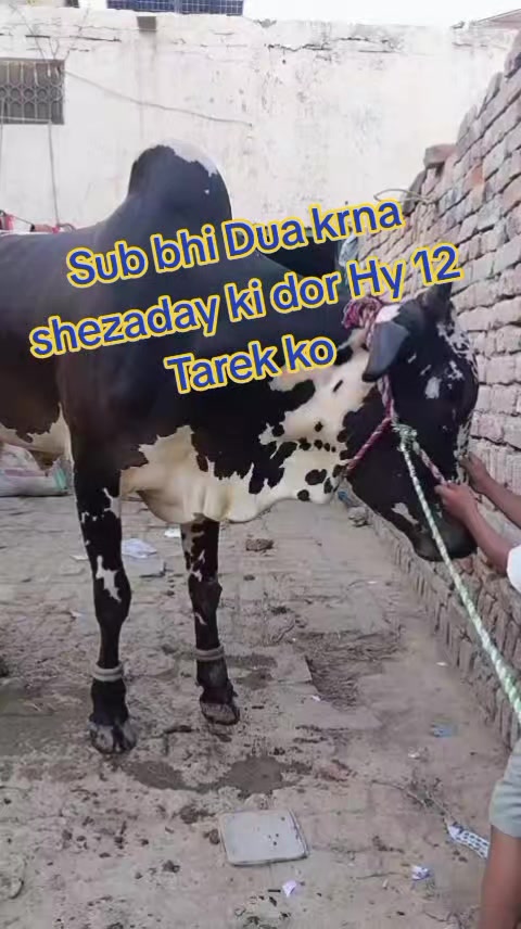 @salmanblouch525