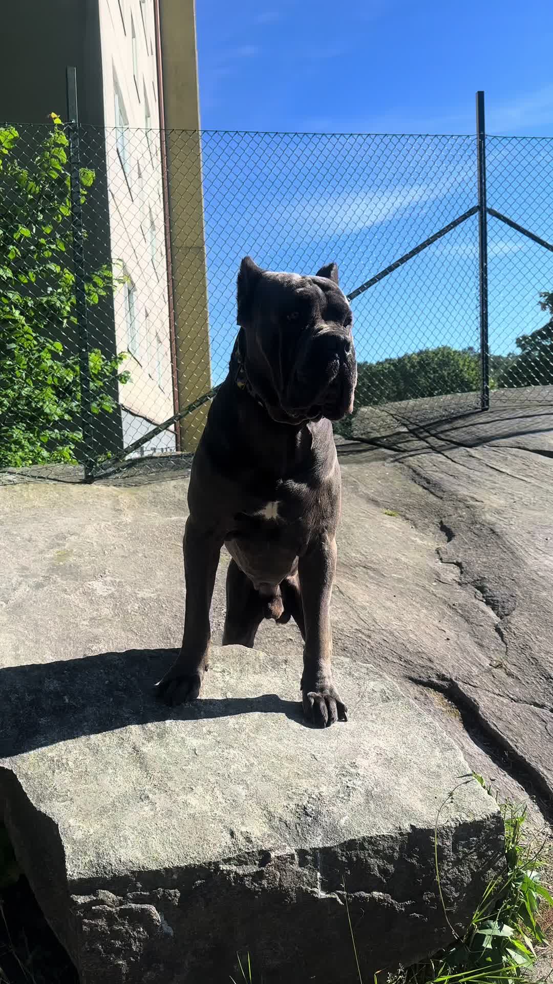 @CaneCorsoAres