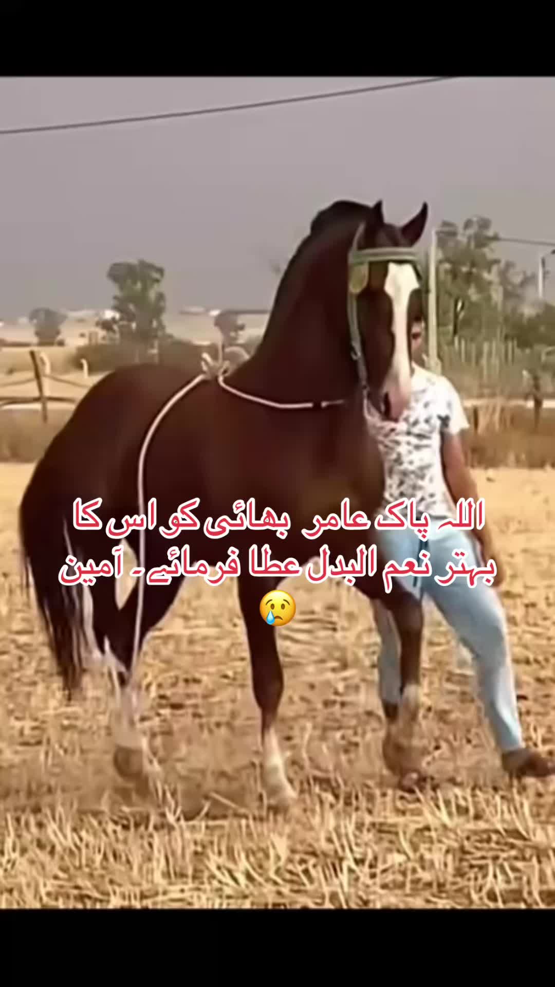 @Dr Wahab vet
