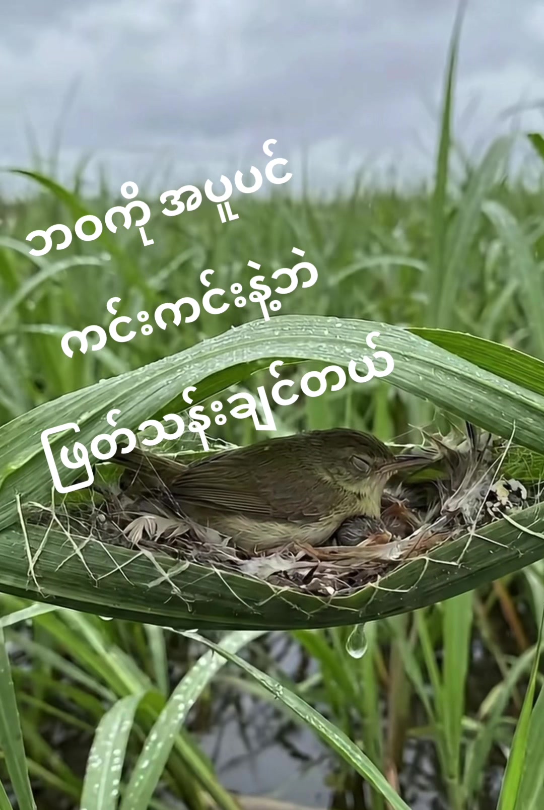 @đ˛đ˛Toe LayđŻđľ(á
á
áşáááŻááşá¸ááŹá¸)