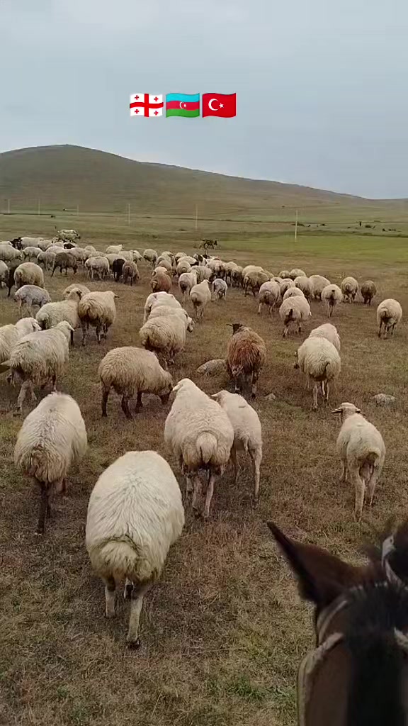 @Köhlən