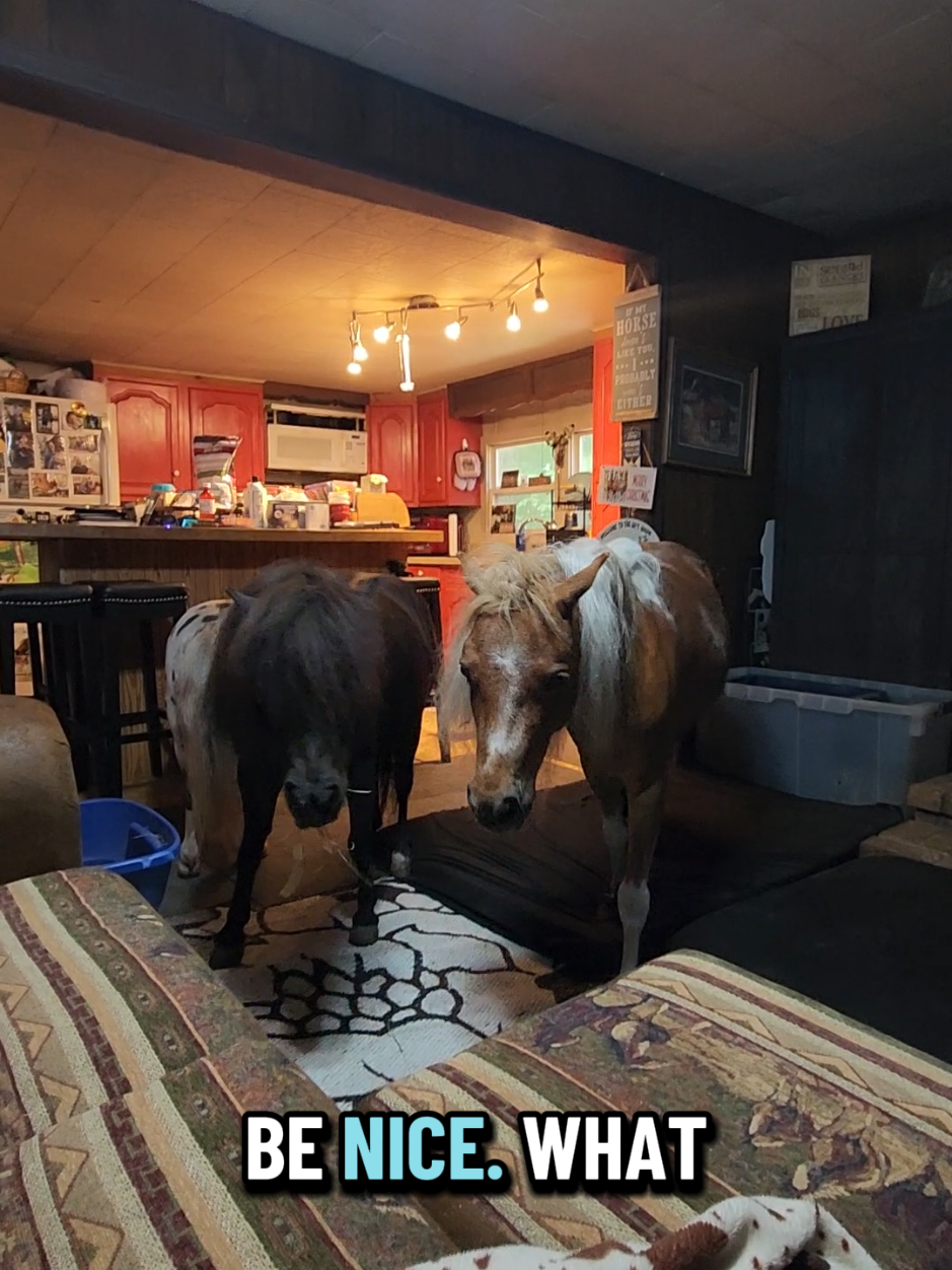 @minihorsemomandtrainer🐴🐴🐴🐴