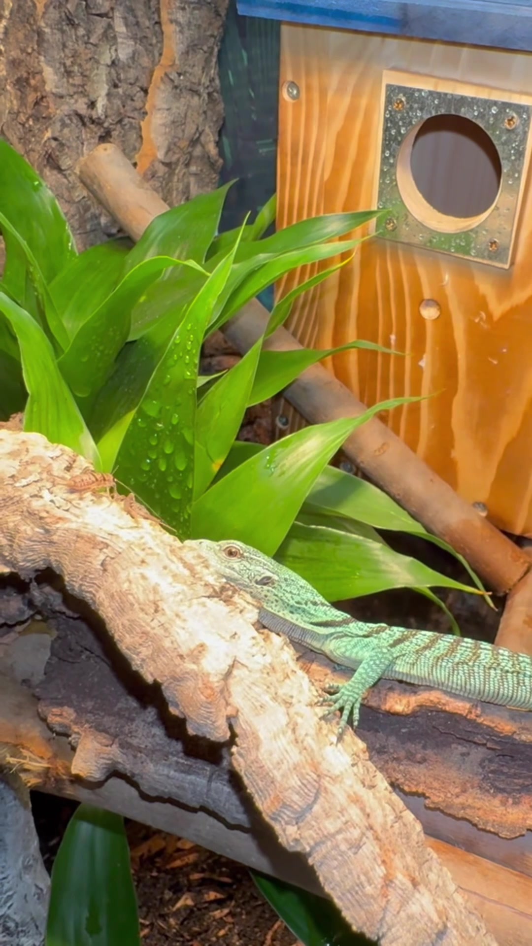 @Tommys_reptiles