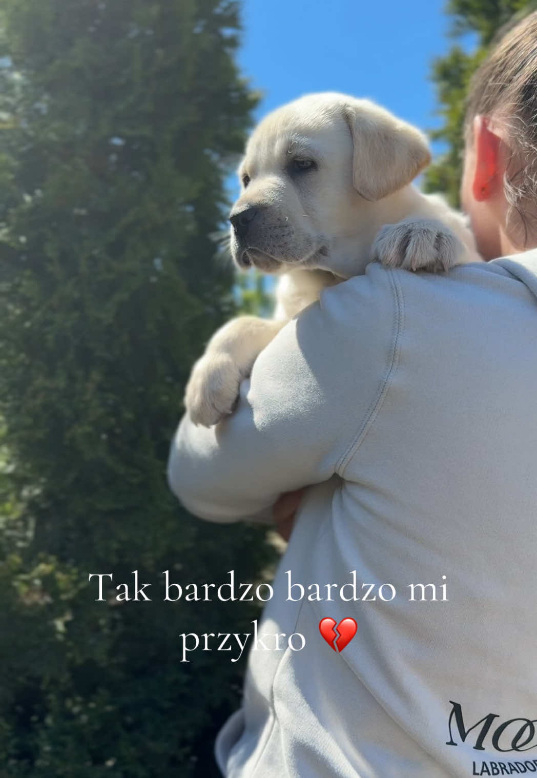 @Moonlife -Labrador Retriever