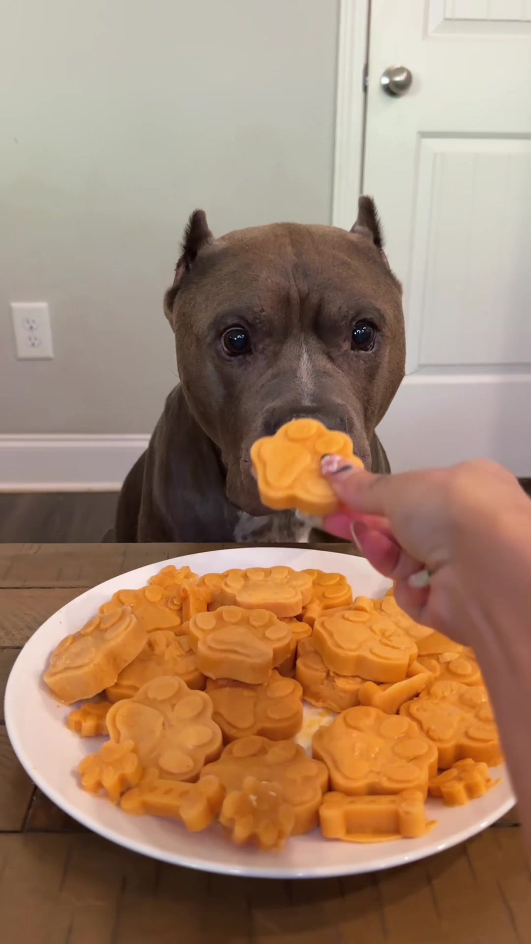 @My Dog&rsquo;s Dope