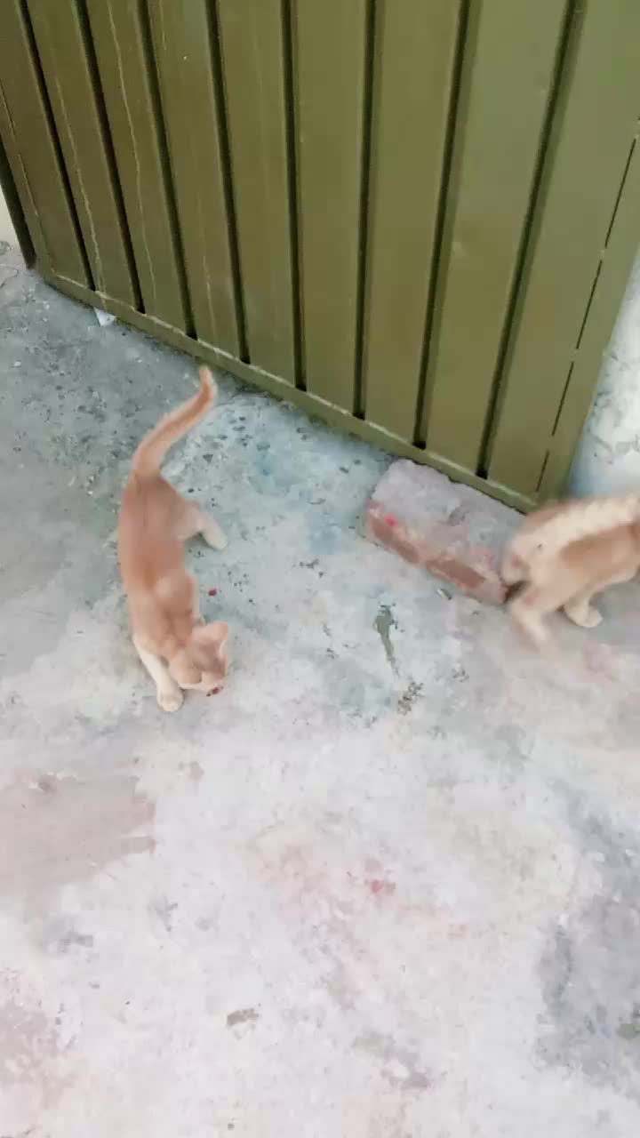 @cutecatlover8172