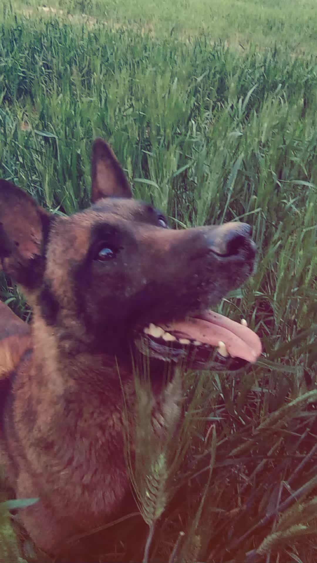 @Cizeer_kiva malinois k9 🐕🦺