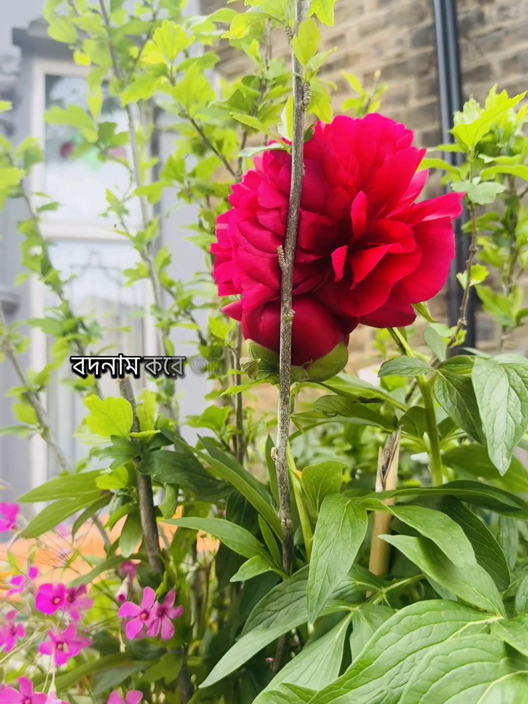 @Princess_Mother_🇧🇩🇬🇧