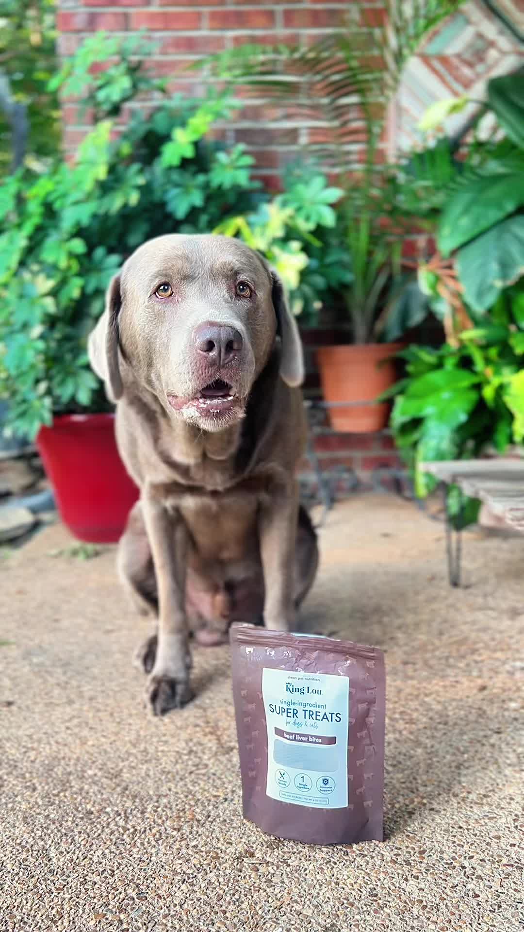 @Hank the Tank | Silver Lab 🩶