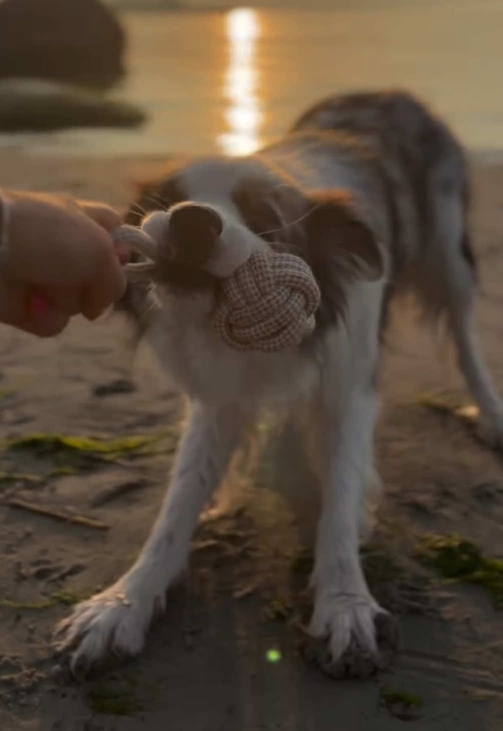 @elisathebordercollie