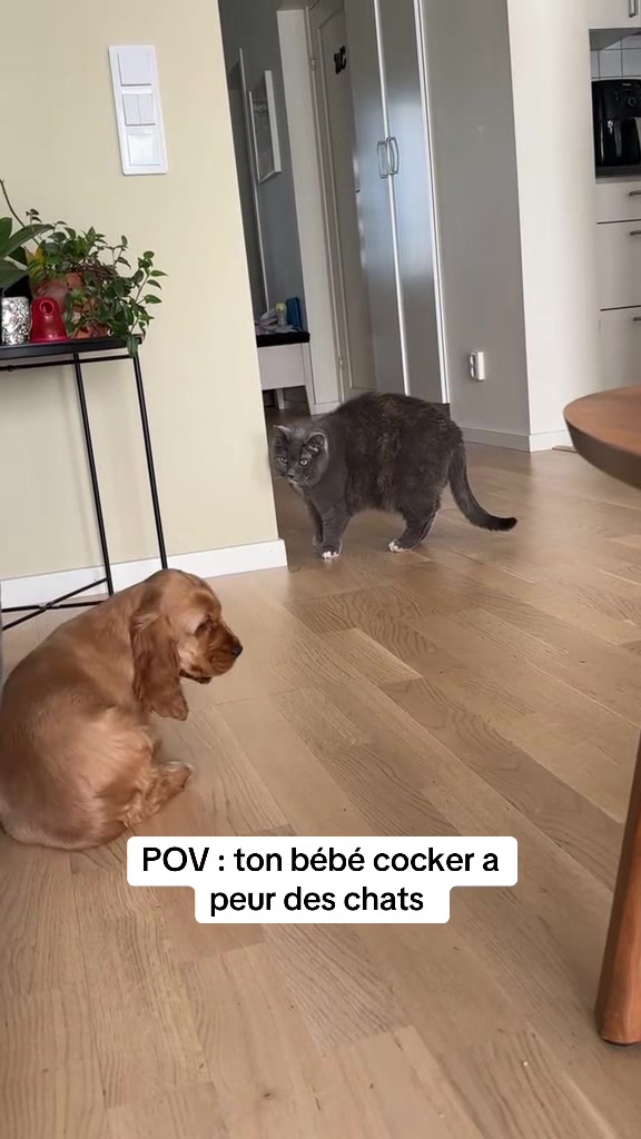 @coeur.de.cocker