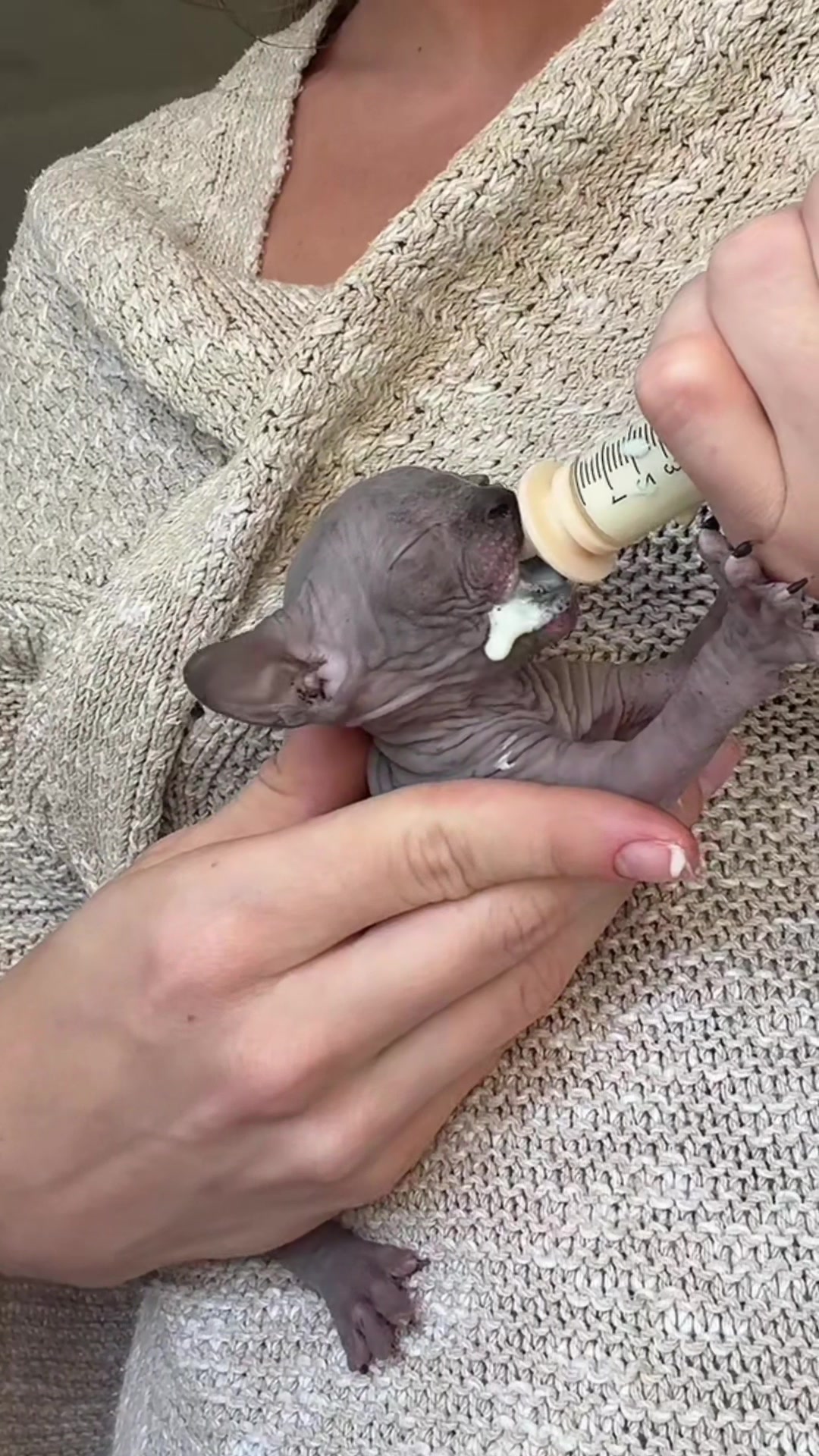 @Diana Ciortan Sphynx Romania