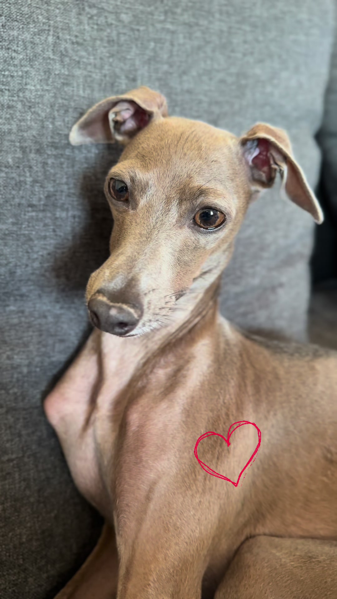 @🐾greyhound🐾