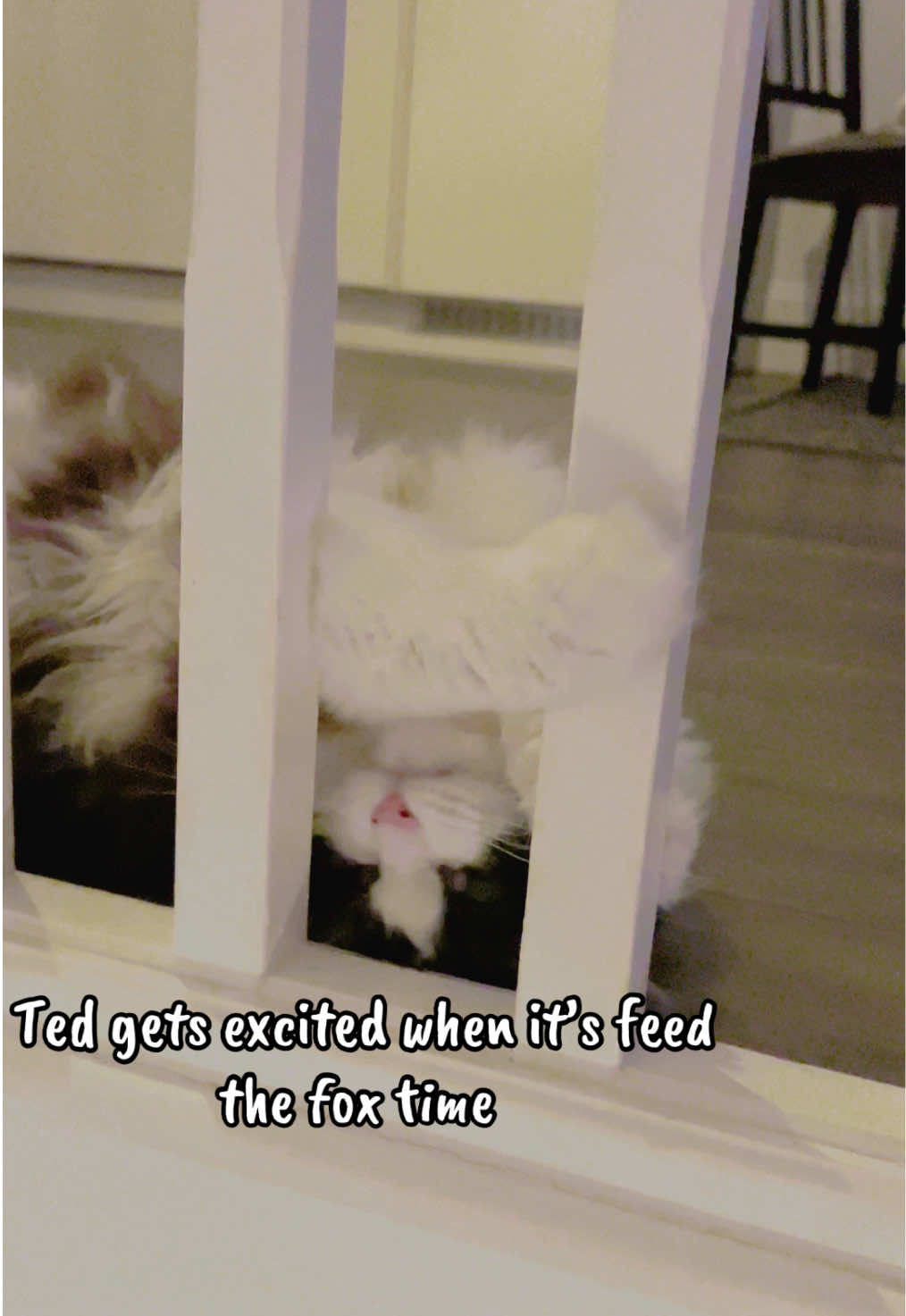 @Ted the ragdoll cat 🐾