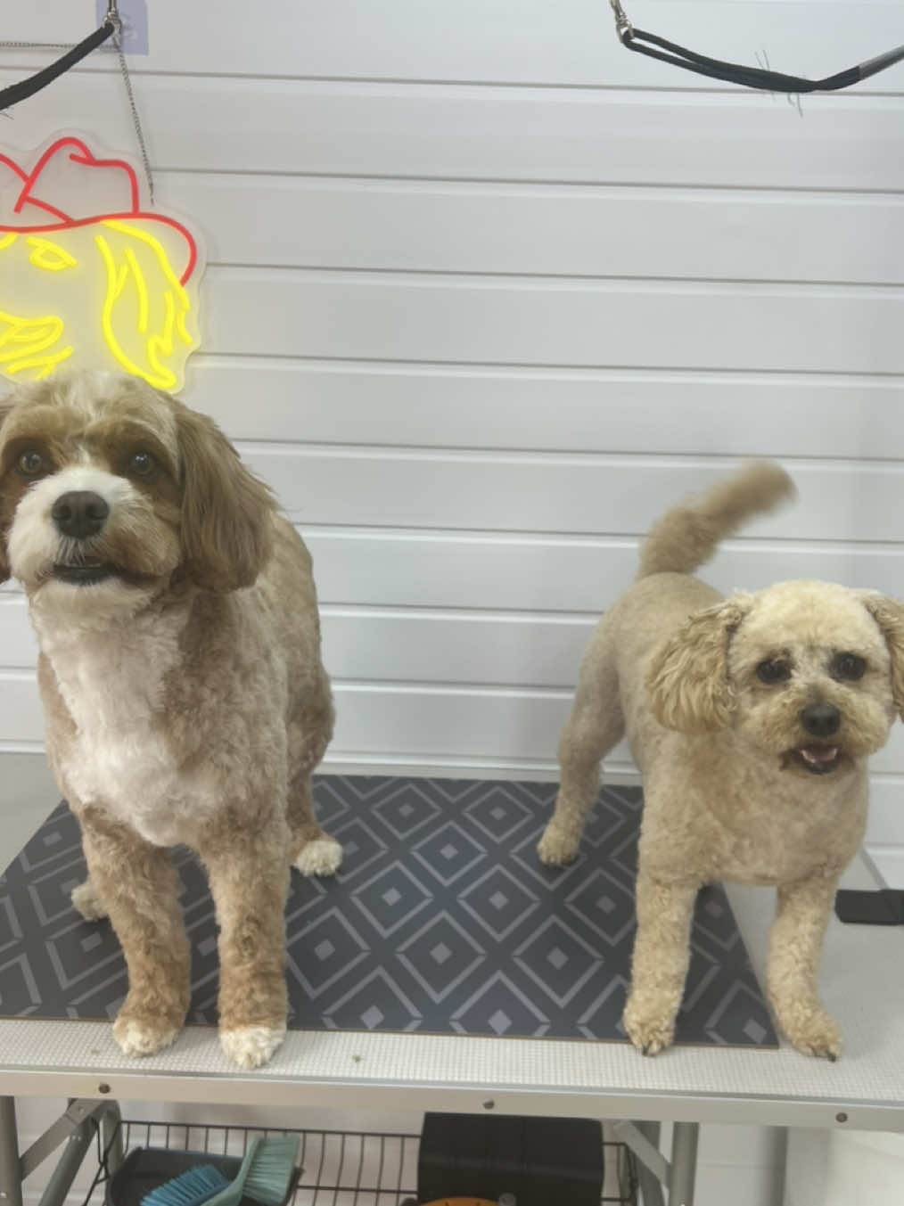 @Sion’s Dog Grooming 🐾