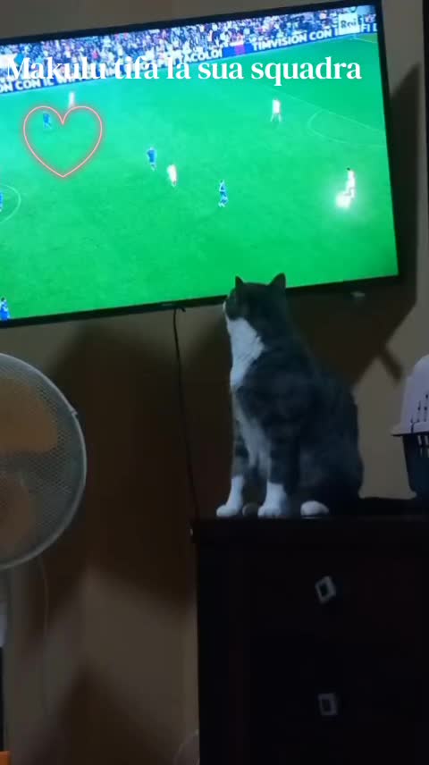 @amica dei gatti
