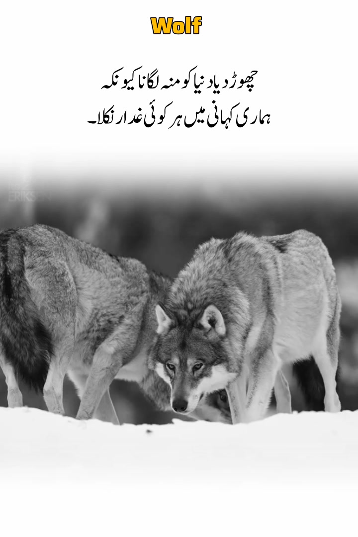 @Wolf ๐บ