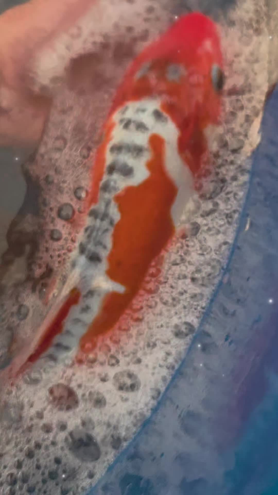 @We'reSo Koi