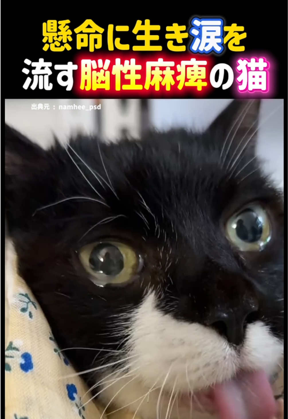 @動物癒し動画♡ animal cute