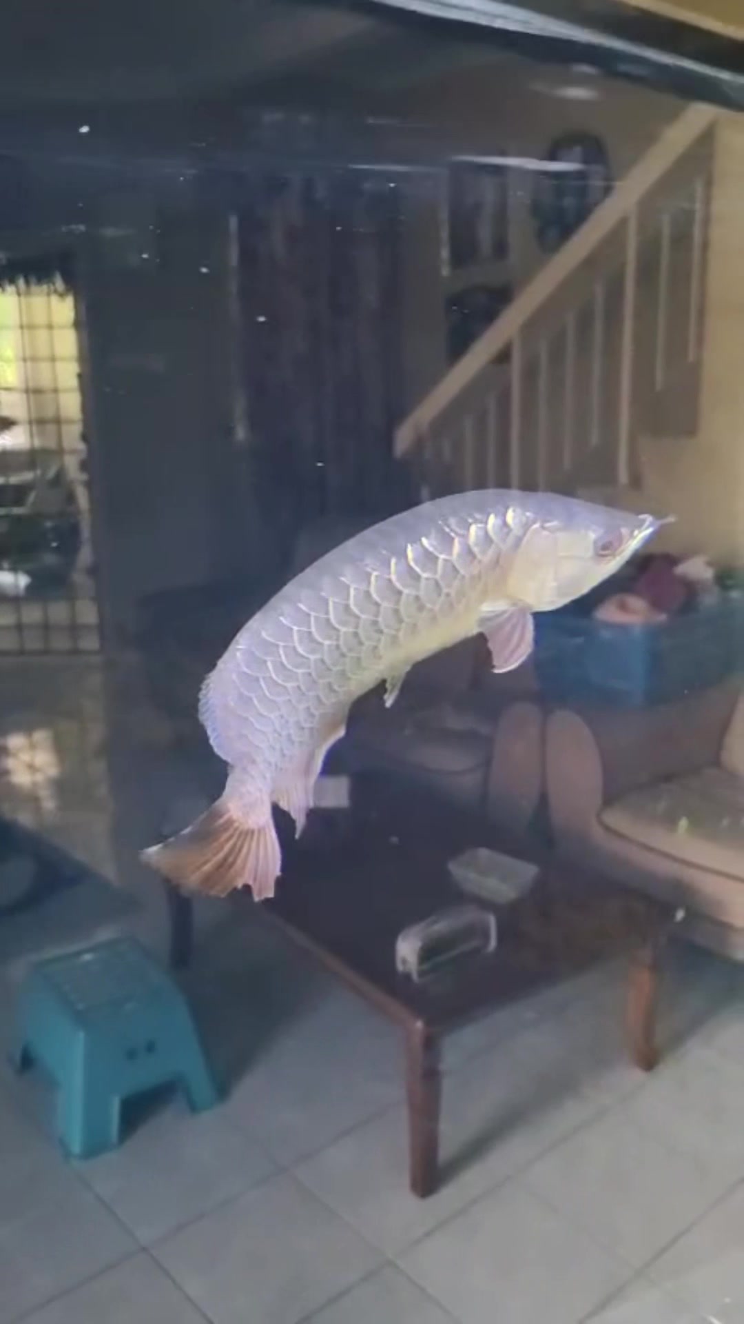 @MK AROWANA SPECIALIST