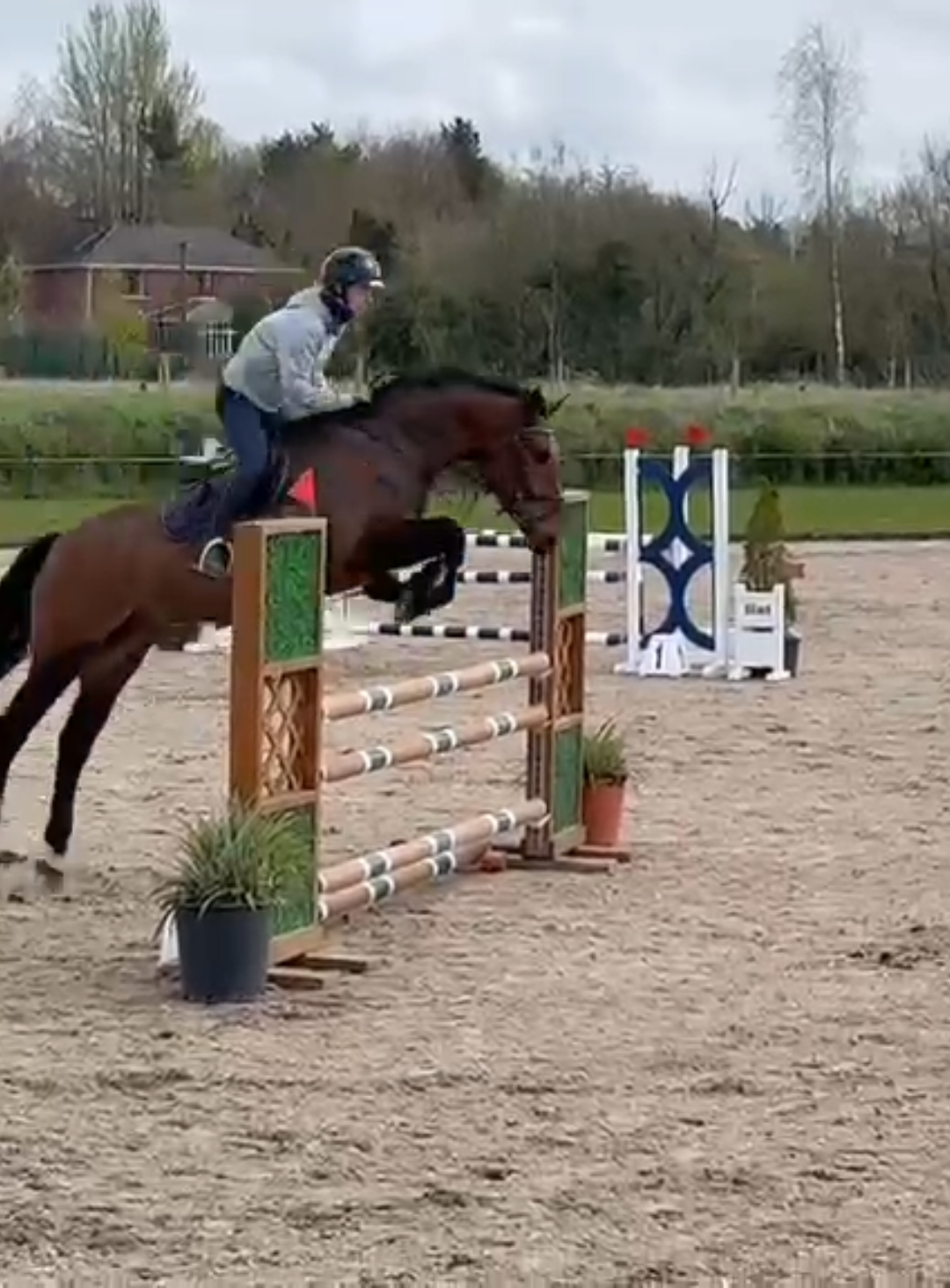 @irishsporthorses