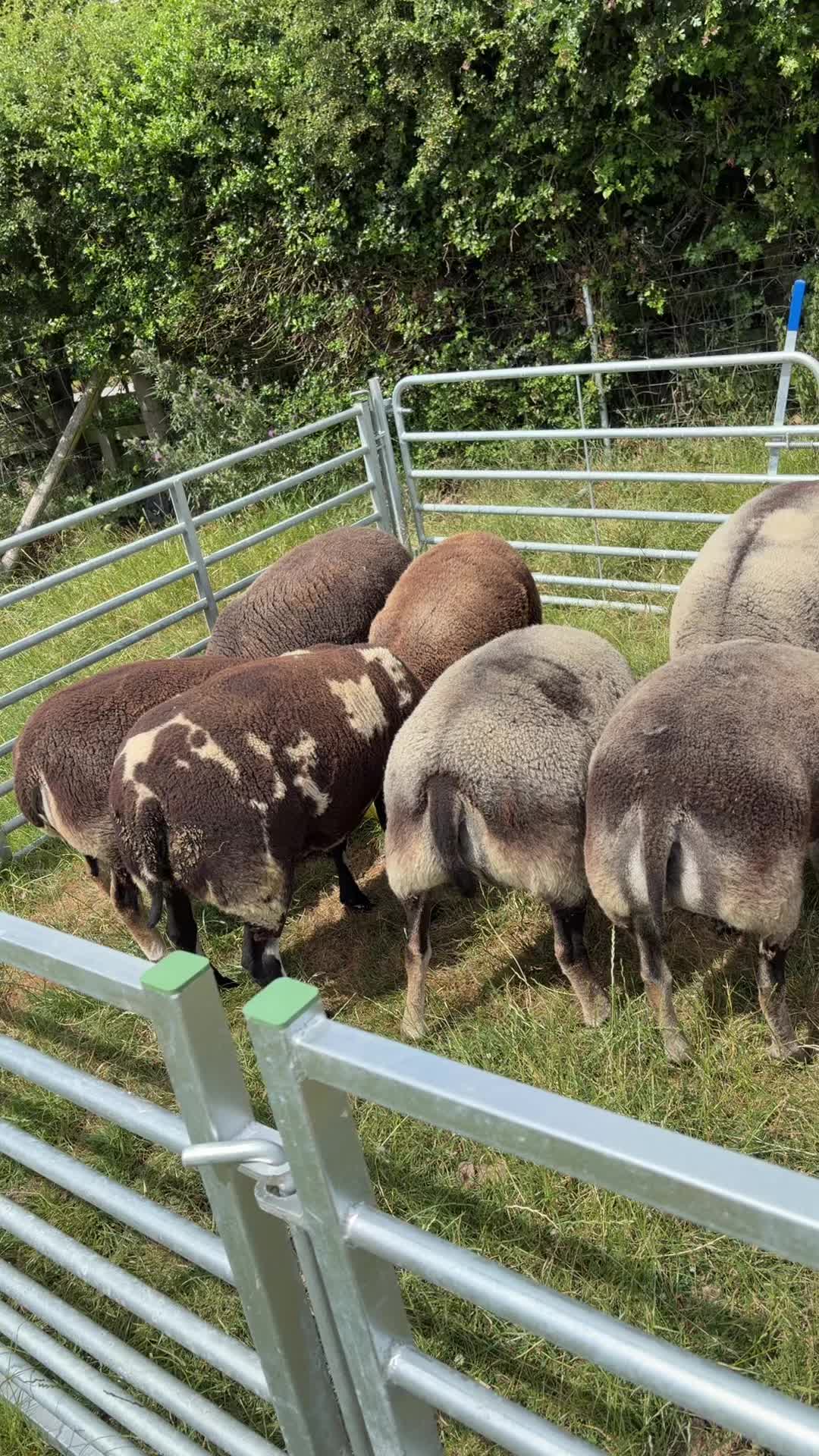 @Thorntree&rsquo;s Badger Face Texels