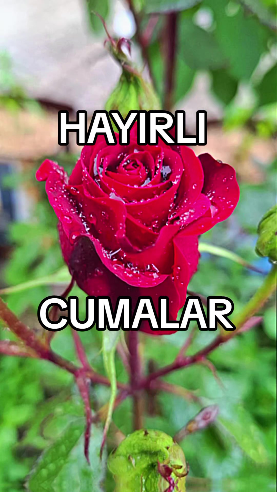 @ümüt dünyası