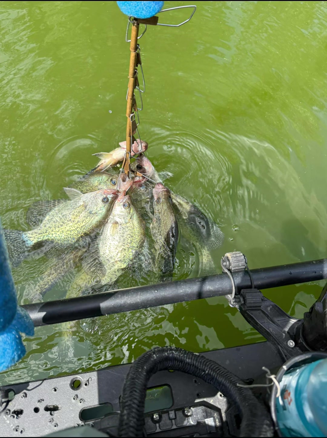 @Dave’s Lazy Baits 🇺🇸 🇰🇭
