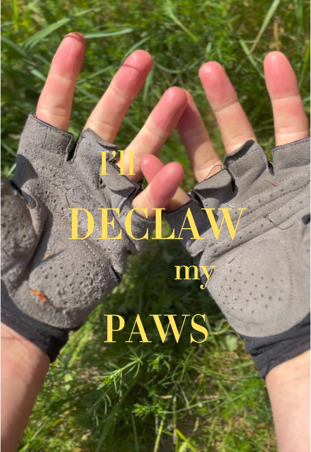 @˗ˏˋ 🐾 ᴇᴍʙᴇʀ 🐾 ˎˊ˗