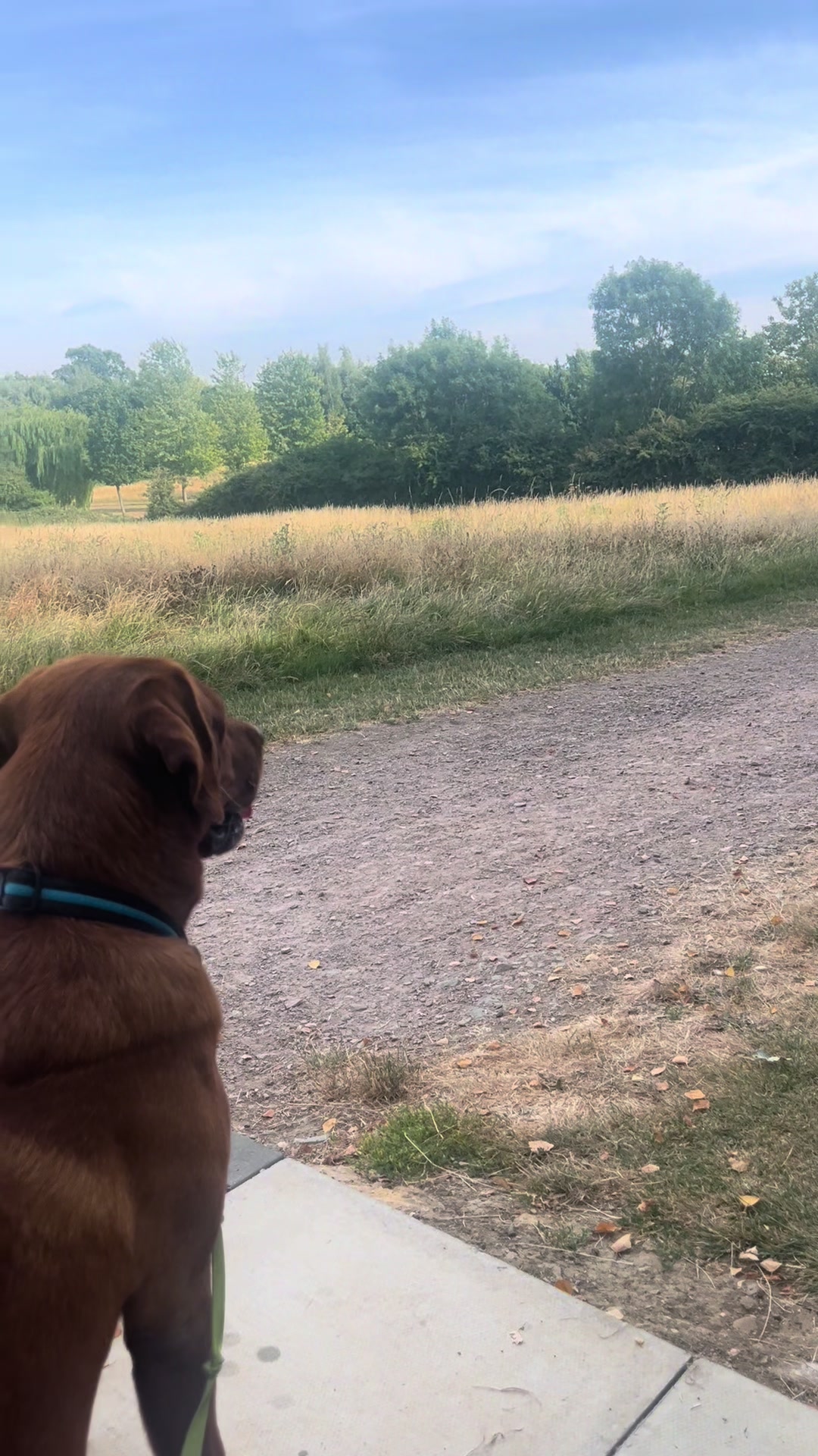 @Rolo🦮 fox red lab🐾🧡