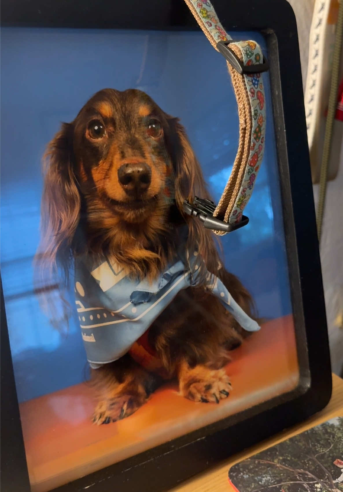 @dallasdogwalker