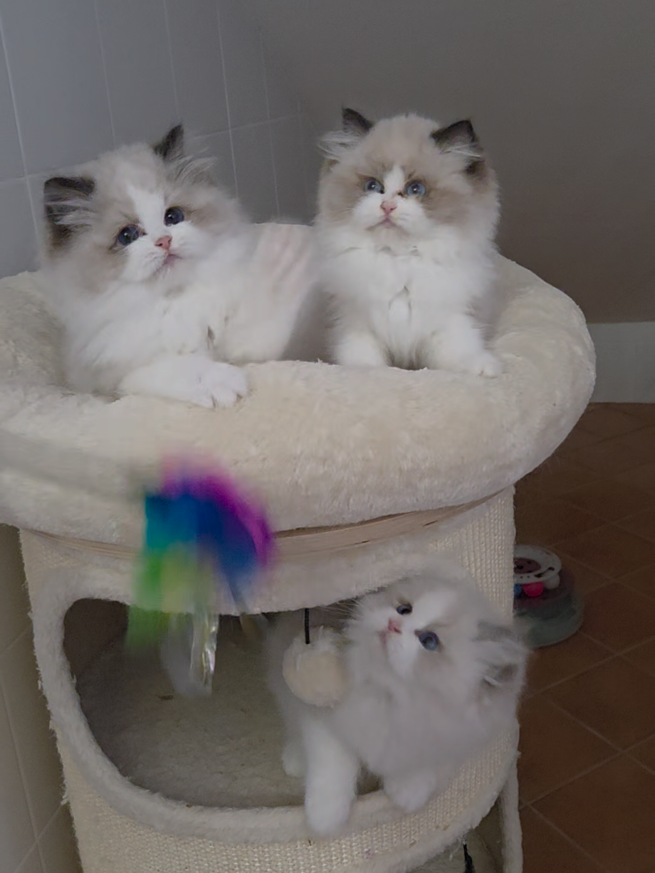 @Namastè Ragdoll Cats