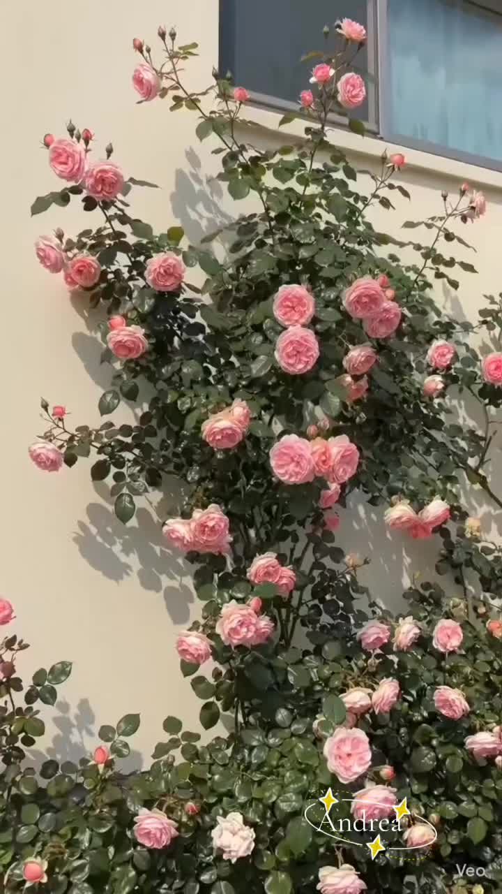 @andreacorsi298