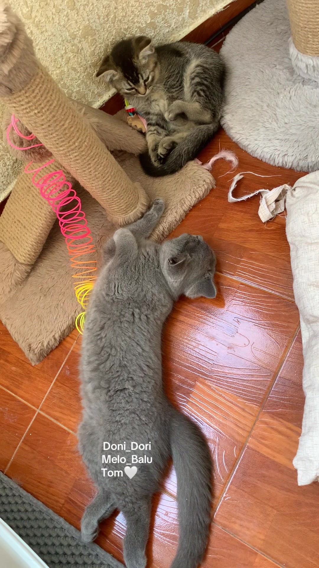 @doni_dori_melo_balu🤍🐾