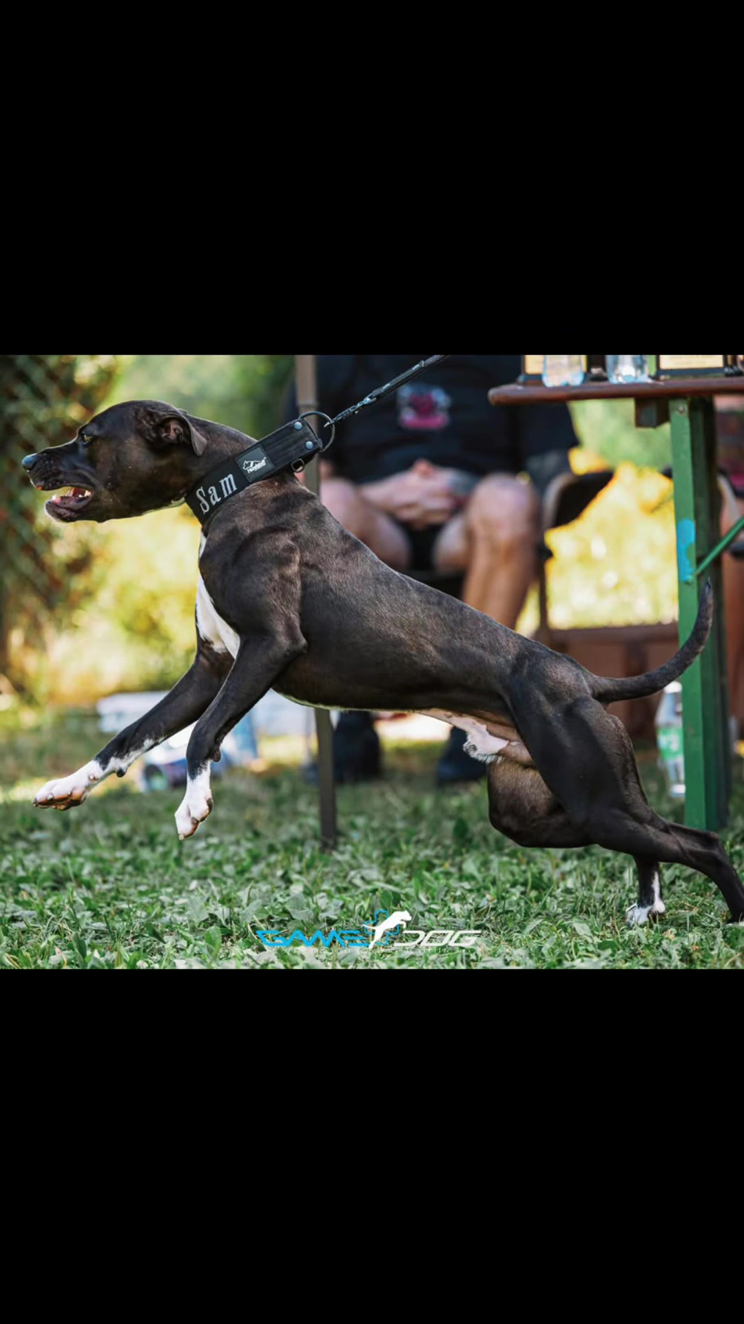 @SDS (soul dog Sweden) 🇸🇪