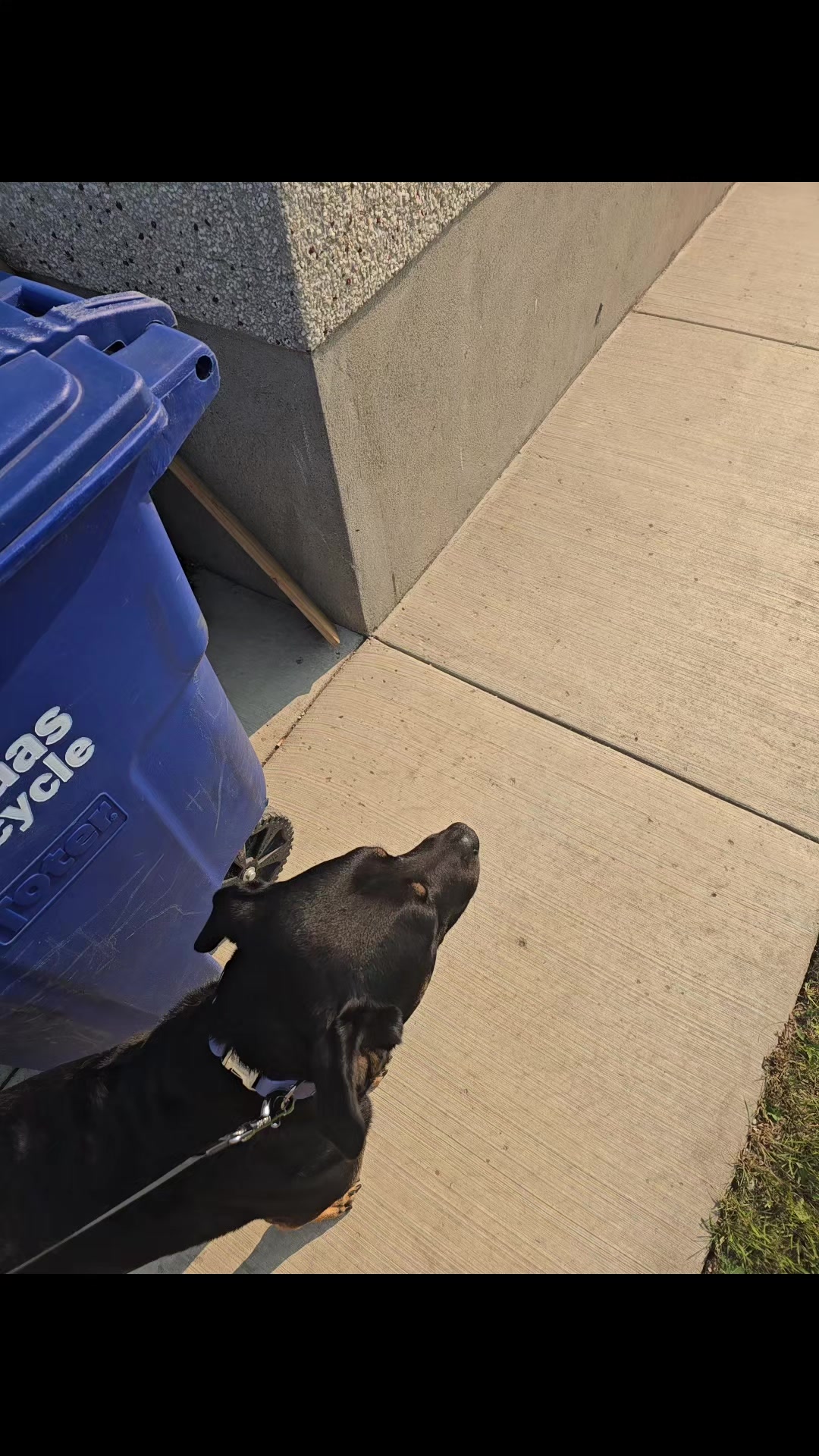 @Kairo's K9s Training 🇨🇦