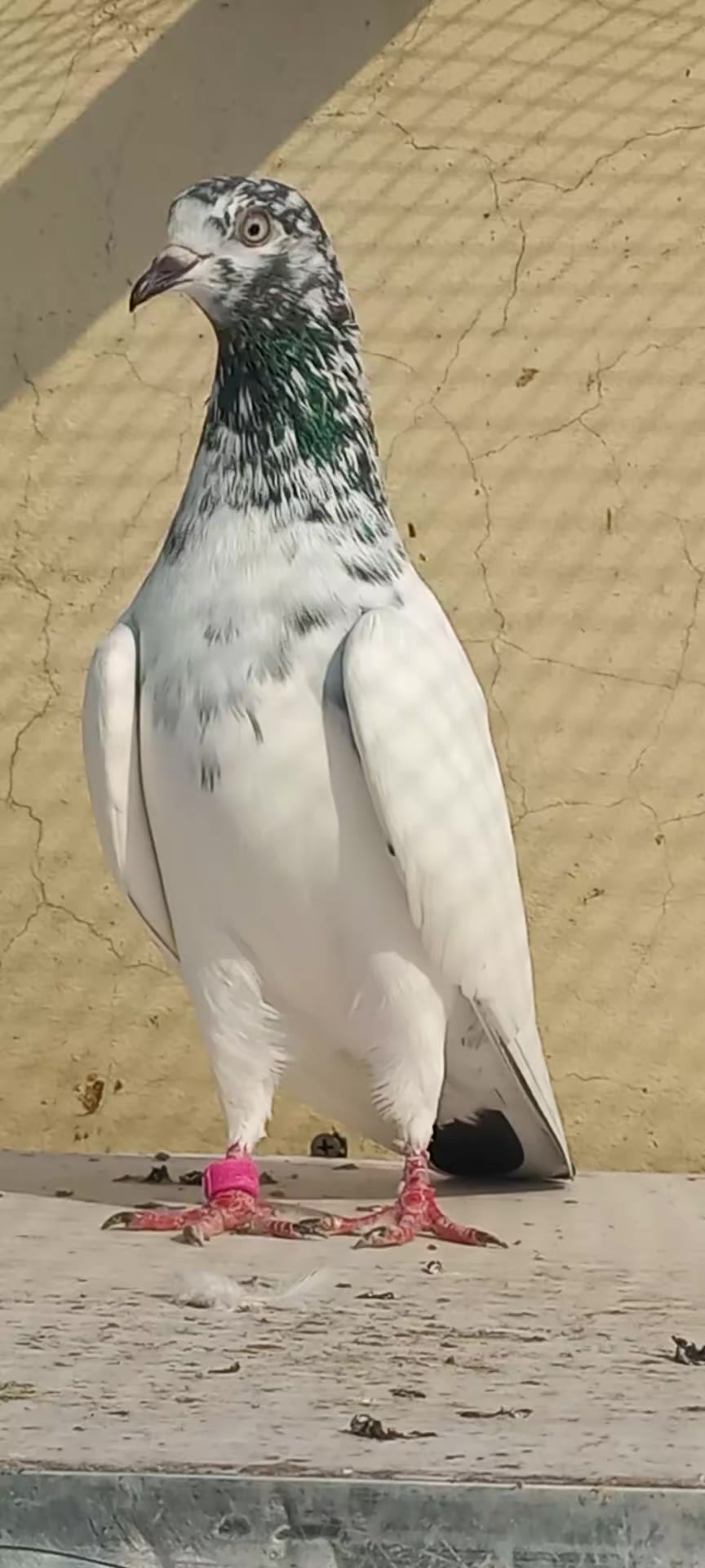 @Ranakasuripigeon