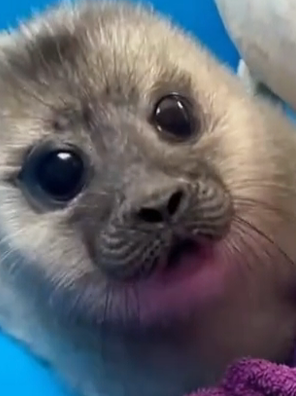 @🩷🎀 seal 🦭🩷