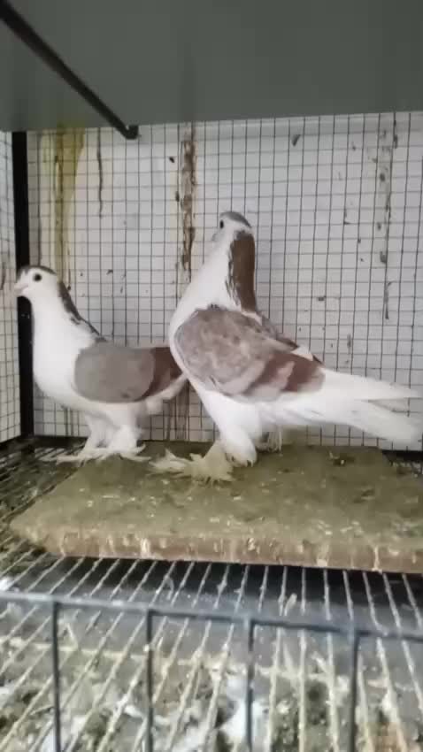 @royal birds