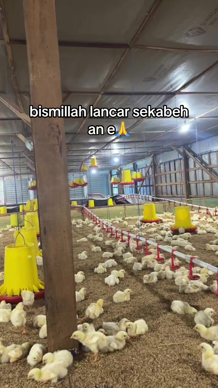 @BN Farm Broiler🐔