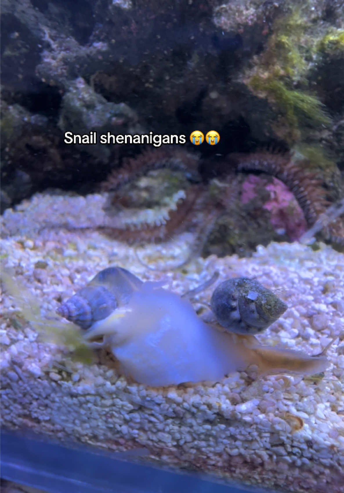 @ReefSync