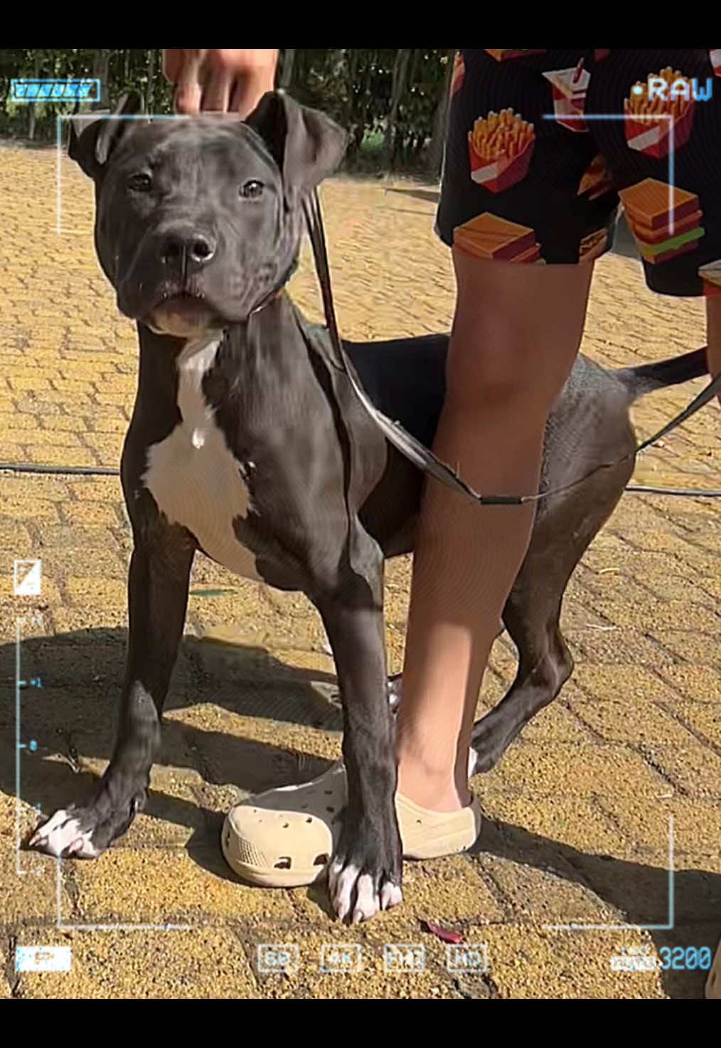 @Black&Yellow Kennel