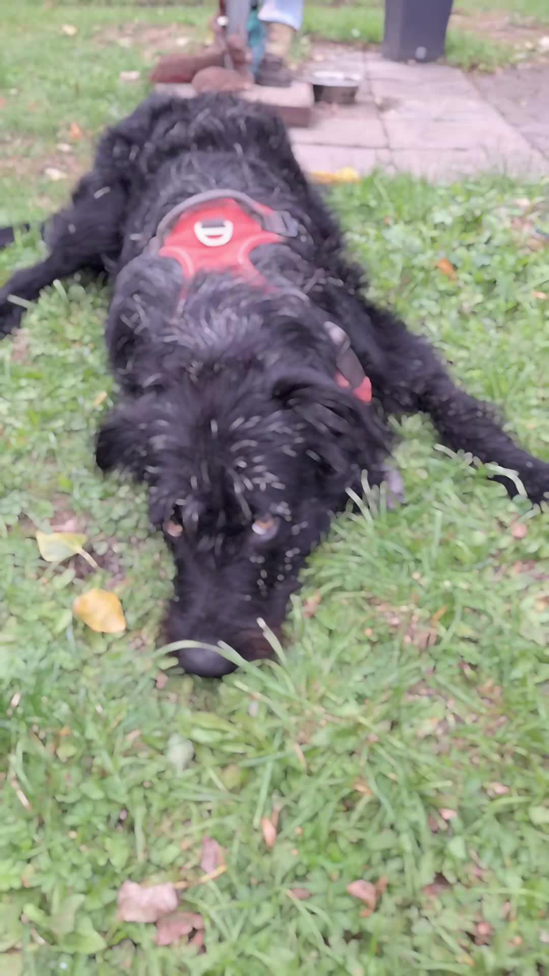 @Strobelmix Frauchen
